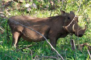 29.11.2016 - Warzenschweine