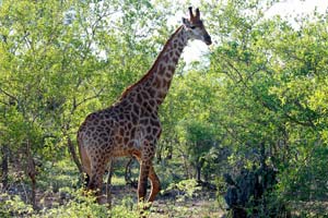 29.11.2016 - Giraffe