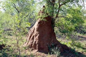 29.11.2016 - Termitenhügel