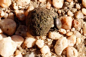 29.11.2016 - Afrikanischer Mistkäfer (Dung Beetle)