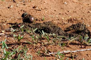 29.11.2016 - Afrikanischer Mistkäfer (Dung Beetle)