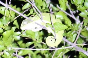 29.11.2016 - Chämelon im Baum