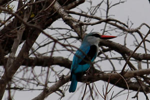 30.11.2016 - Graukopfliest (Eisvogel)
