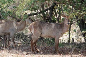 30.11.2016 - Ellipsenwasserbock