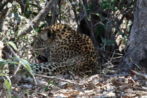 30.11.2016 - Leopard