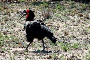 30.11.2016 - Rotwangenhornrabe (souther ground hornbill)