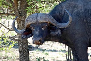 30.11.2016 - Wasserbüffel