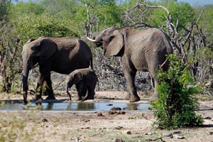 30.11.2016 - Elefantenherde