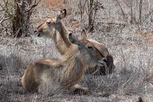 30.11.2016 - Wasserböcke