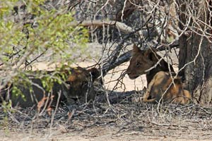 30.11.2016 - Junge Löwen im Schatten