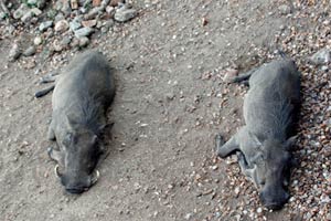 30.11.2016 - Warzenschweine relaxen in der Lodge
