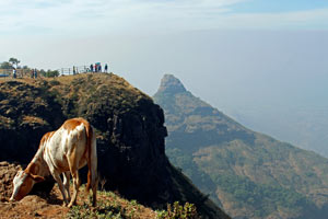12.12.2015 - Lonavala - Tiger Hill und Lion Point: Junges Kalb am Abgrund