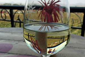 20.02.2016 - Besuch Sula Vineyards bei Nashi - Riesling im Glas