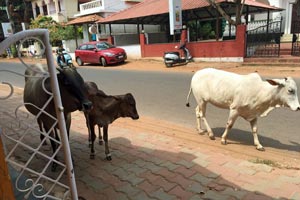 22.05.2016 - Candolim Beach - Heilige, aber hungrige Kühe