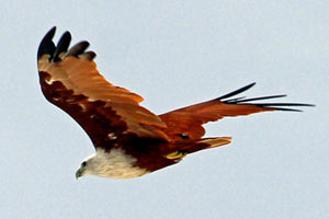 30.07.2016 - Backwatertour in Poovar - Adler
