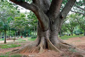 25.09.2016 - Lalbagh Garden